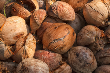 Pile of old coconuts