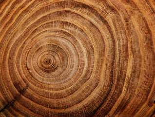 Naklejka premium stump of oak tree felled - section of the trunk with annual rings