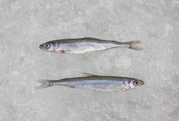 two fresh raw smelt fish on white ice top view
