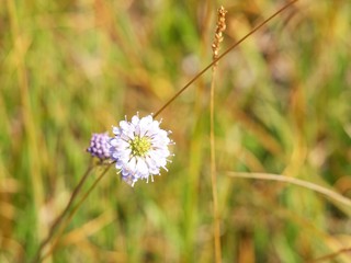 Wildblume