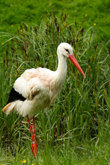 Weißstorch ( Ciconia ciconia )