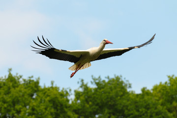 Obraz premium Weißstorch ( Ciconia ciconia )