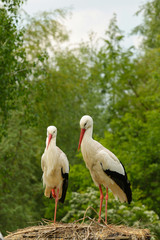 Weißstorch ( Ciconia ciconia )