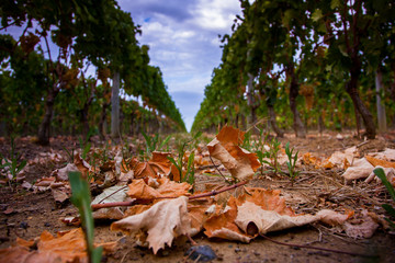 Grapes growing in vineyard