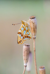 Kleiner Perlmutterfalter 