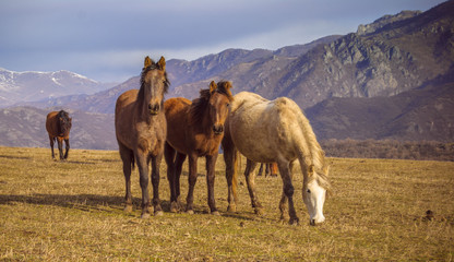 Horses in grazing in the fields