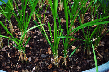 The green onions grow in garden