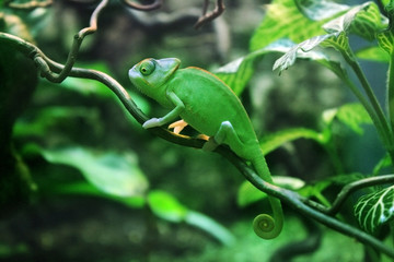 Caméléon © learis70