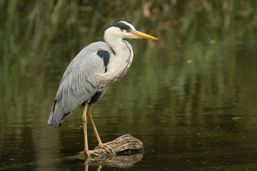Naklejka premium Graureiher ( Ardea cinerea )