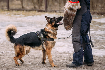 German Shepherd Dog training. Biting dog.