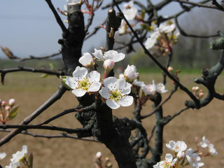 Apple tree branches with blossoms