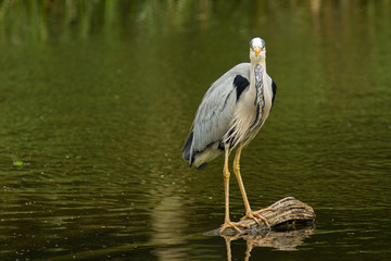 Graureiher ( Ardea cinerea )