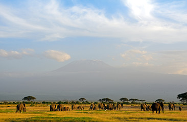 Obraz na płótnie Canvas African elephants and the Kilimanjaro, Amboseli National Park, K