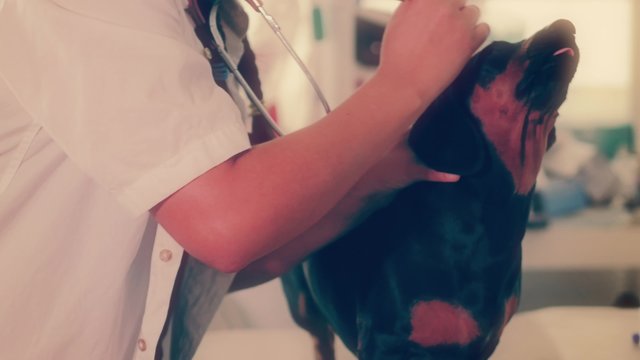 Vet doctor checking ears of a black dachshund. 4k