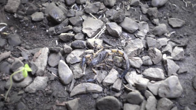Army ants or marabunta  killing scorpion during a raid in which huge numbers of ants forage simultaneously over a certain area. 4k