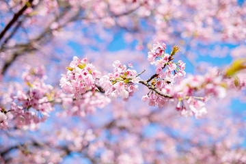 Sakura Flower Cherry Blossom/ Sakura Flower, Cherry Blossom, Japanese Flower