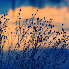 dry branches