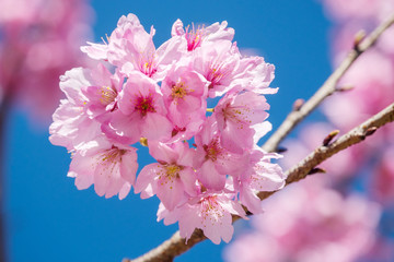 Sakura Flower Cherry Blossom/ Sakura Flower, Cherry Blossom, Japanese Flower