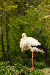 Weißstorch ( Ciconia ciconia )