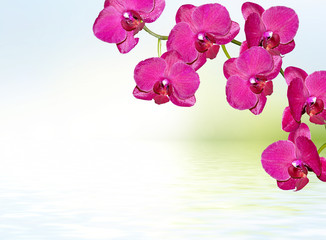 Fototapeta na wymiar Colorful orchid flowers. Beautiful orchid flowers.