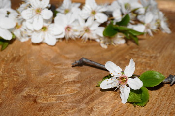 Fototapeta na wymiar Spring flowers