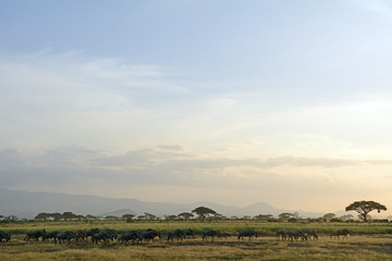 Blue wildebeests, Amboseli National Park, Kenya