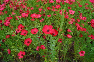 Linum grandiflorum - Red flowers in the botanical garden
