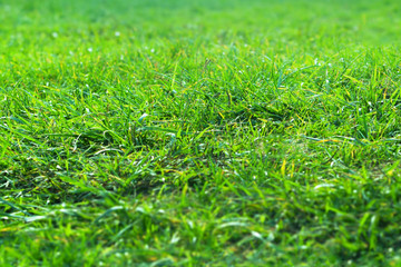 Fresh spring green grass on green background may use as texture