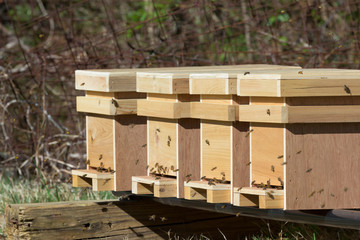 Close up of Honey Bee hives in apiary