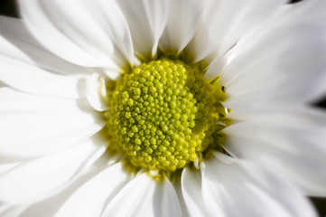 flowers and daisies with large petals and vivid colors, spring i