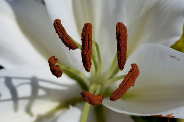 stamens and pistils of a flower, background of flowers and natur