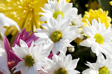 background of flowers and nature, spring concept and joy