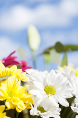 flowers and daisies with large petals and vivid colors, spring i