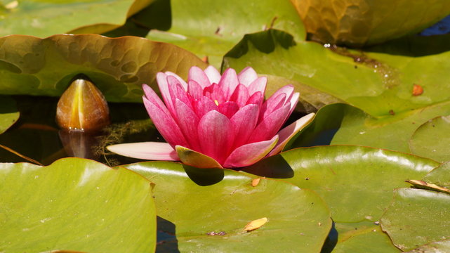 Nymphaea - Pink waterlily - Aquatic vegetation, water plants
