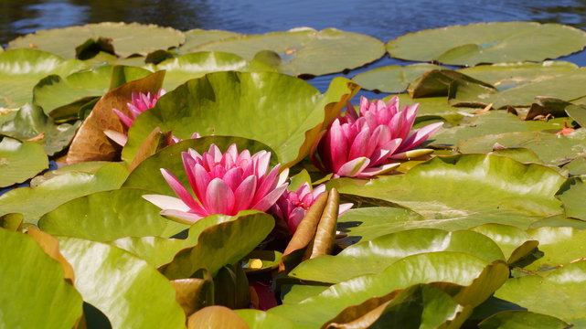 Nymphaea - Pink waterlily - Aquatic vegetation, water plants

