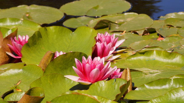 Nymphaea - Pink waterlily - Aquatic vegetation, water plants
