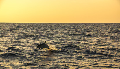 Jumping dolhpin during sunset