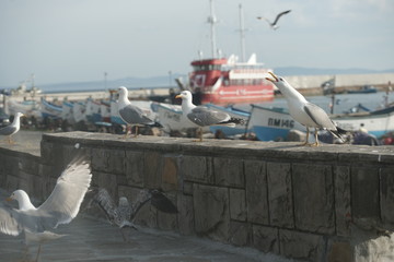 Чайки на набережной прибрежного города