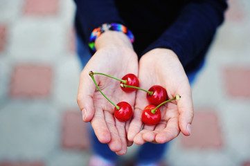 Child's hand full of cherries