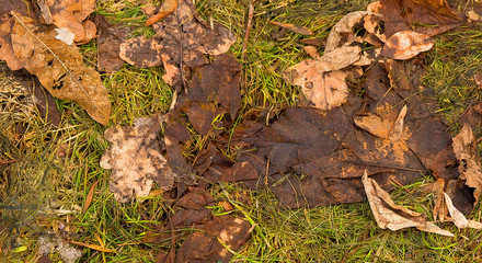 Old autumn leaves on the early spring grass, background