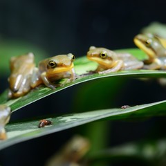 Young Chinese flying frog Rhacophorus dennysii after metamorphose