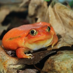 Naklejka premium The false tomato frog Dyscophus antongilii in terrarium