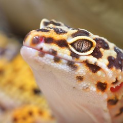 Leopard gecko Eublepharis macularius in the Zoo
