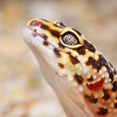 Naklejka premium Leopard gecko Eublepharis macularius
