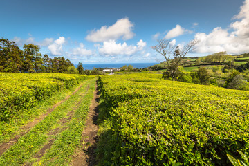 Tea plantation in Porto Formoso. Amazing landscape of outstandin