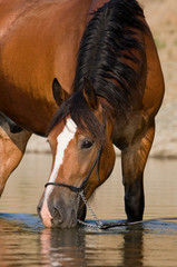 Nice brown horse in the water