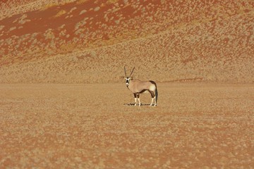 Oryx im Namib-Naukluft-Nationalpark