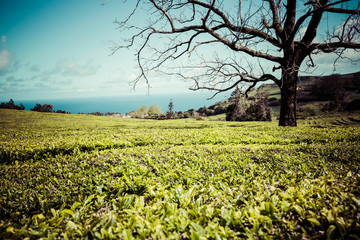 Obraz premium Lonely tree on the mountain at beautiful landscape of tea planta