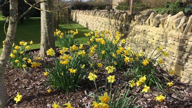 Daffodils in a garden 
