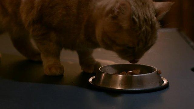 Red Cat Eats the Food From Metal Bowls